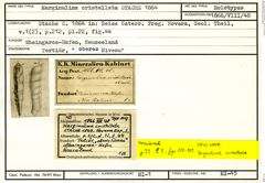 Karteikarte zum Holotyp von Marginulina cristellata Stache, 1864